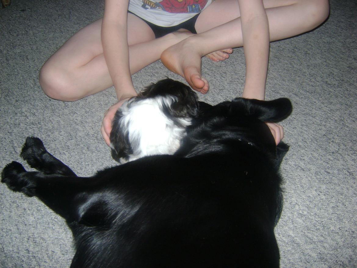 Blanding af racer Bella billede 10