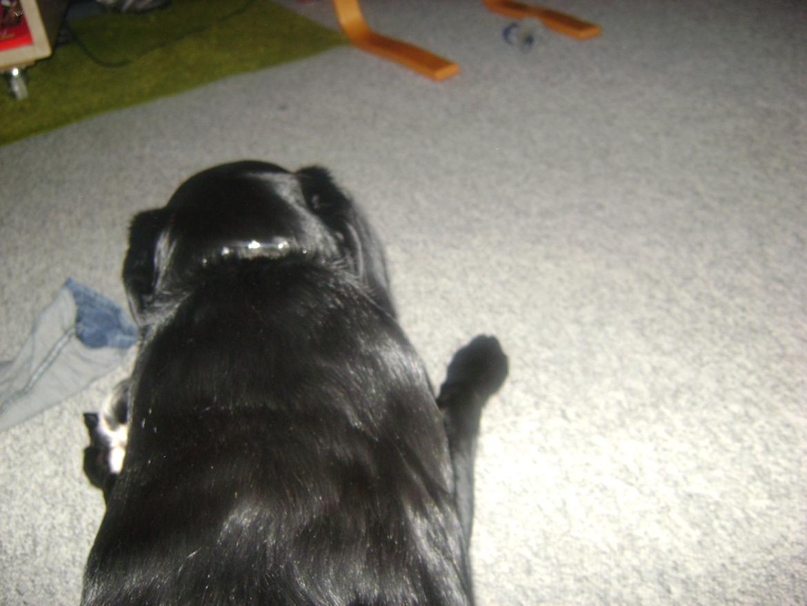 Blanding af racer Bella billede 11