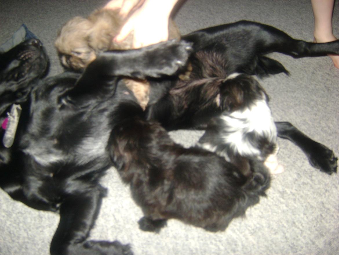 Blanding af racer Bella billede 12