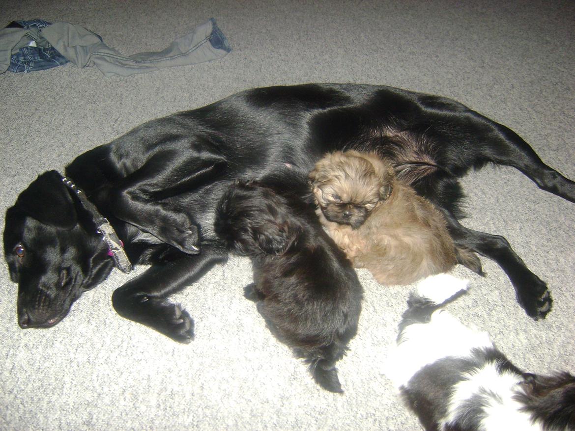 Blanding af racer Bella billede 13