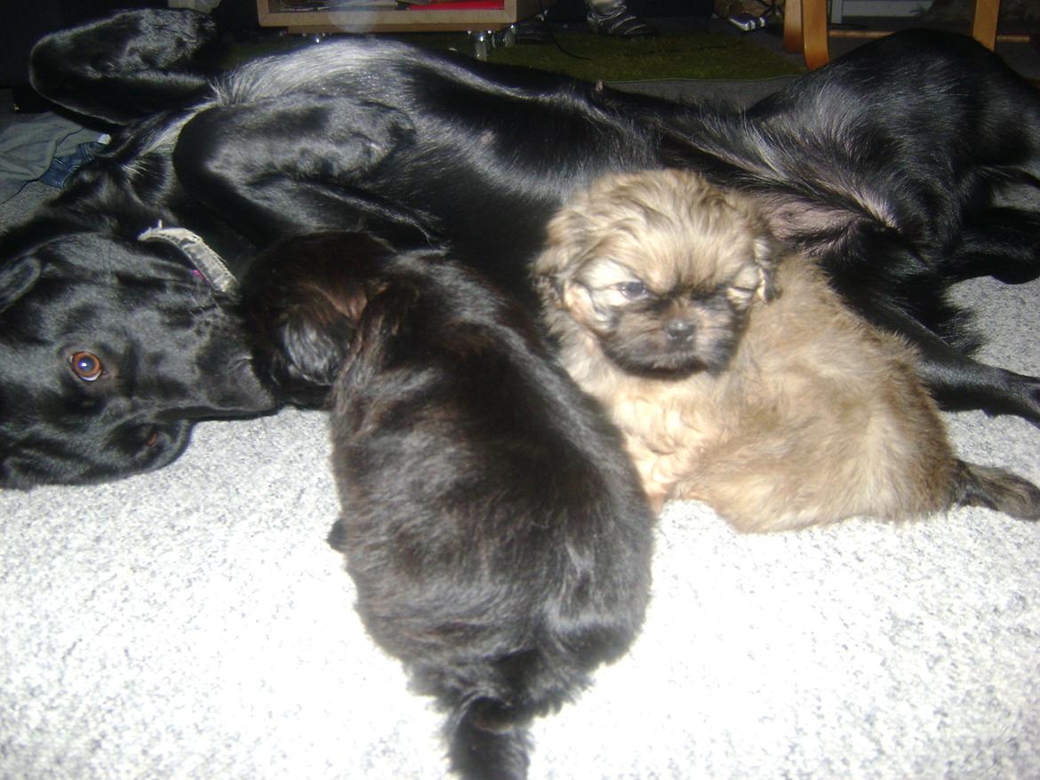 Blanding af racer Bella billede 14