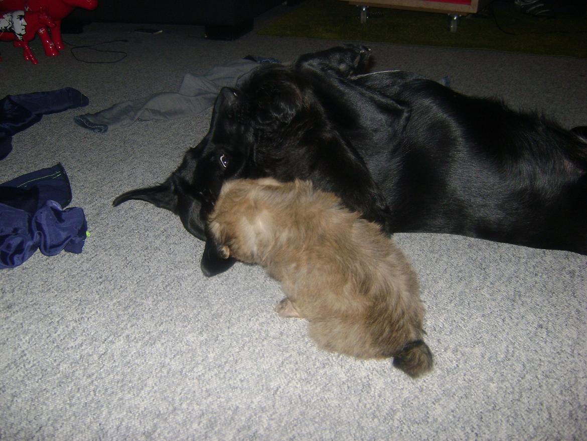 Blanding af racer Bella billede 15