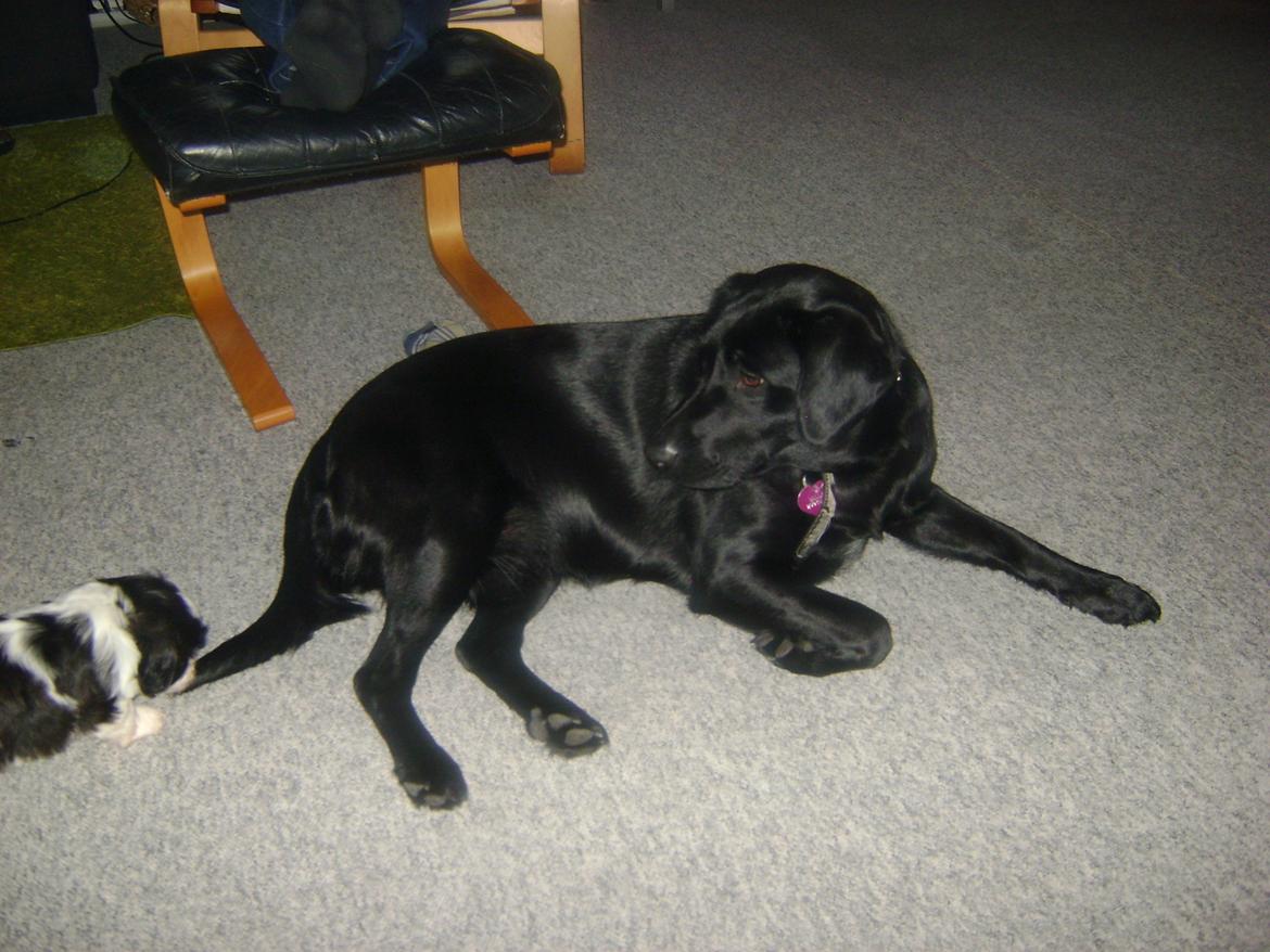 Blanding af racer Bella billede 16