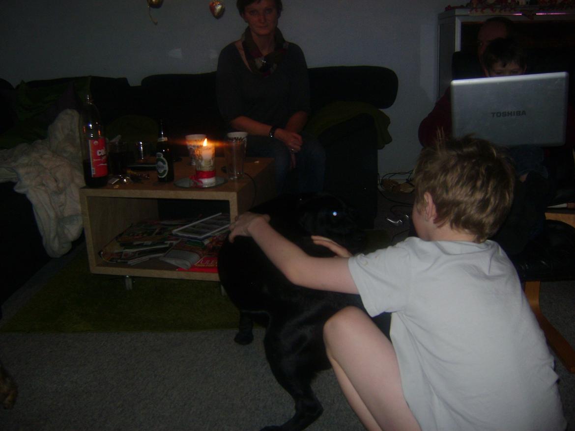 Blanding af racer Bella billede 17