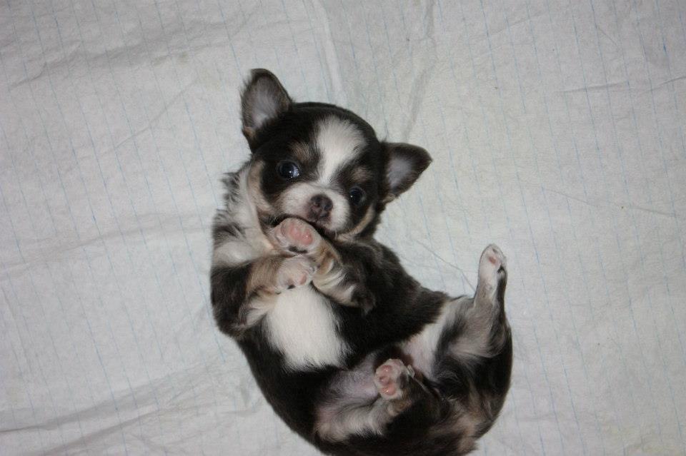 Chihuahua LabellosChis Dancing Vienetta billede 12