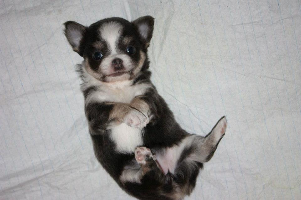 Chihuahua LabellosChis Dancing Vienetta billede 13