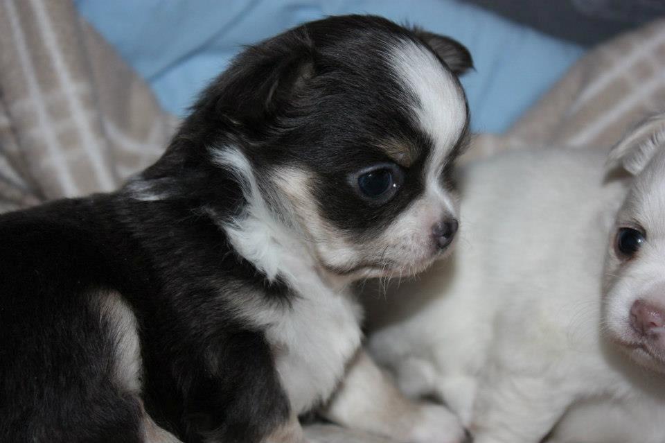 Chihuahua LabellosChis Dancing Vienetta billede 14