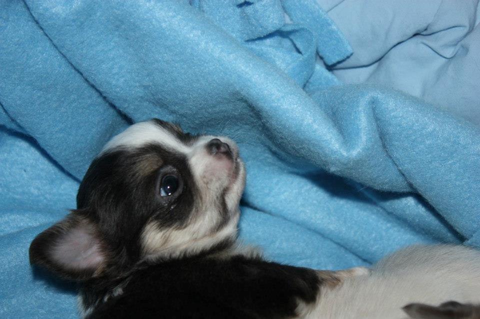 Chihuahua LabellosChis Dancing Vienetta billede 15