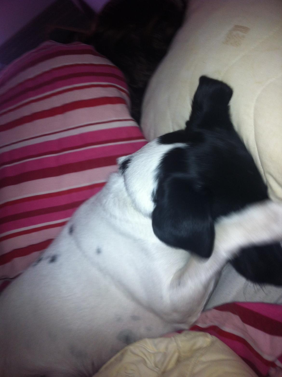 Blanding af racer Milo billede 3