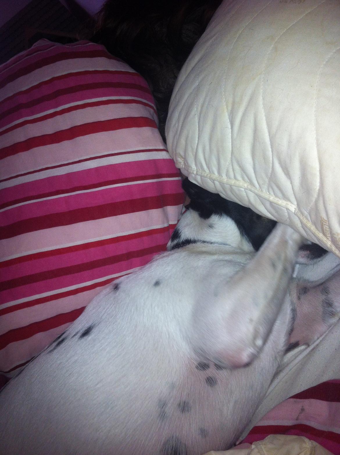 Blanding af racer Milo billede 4