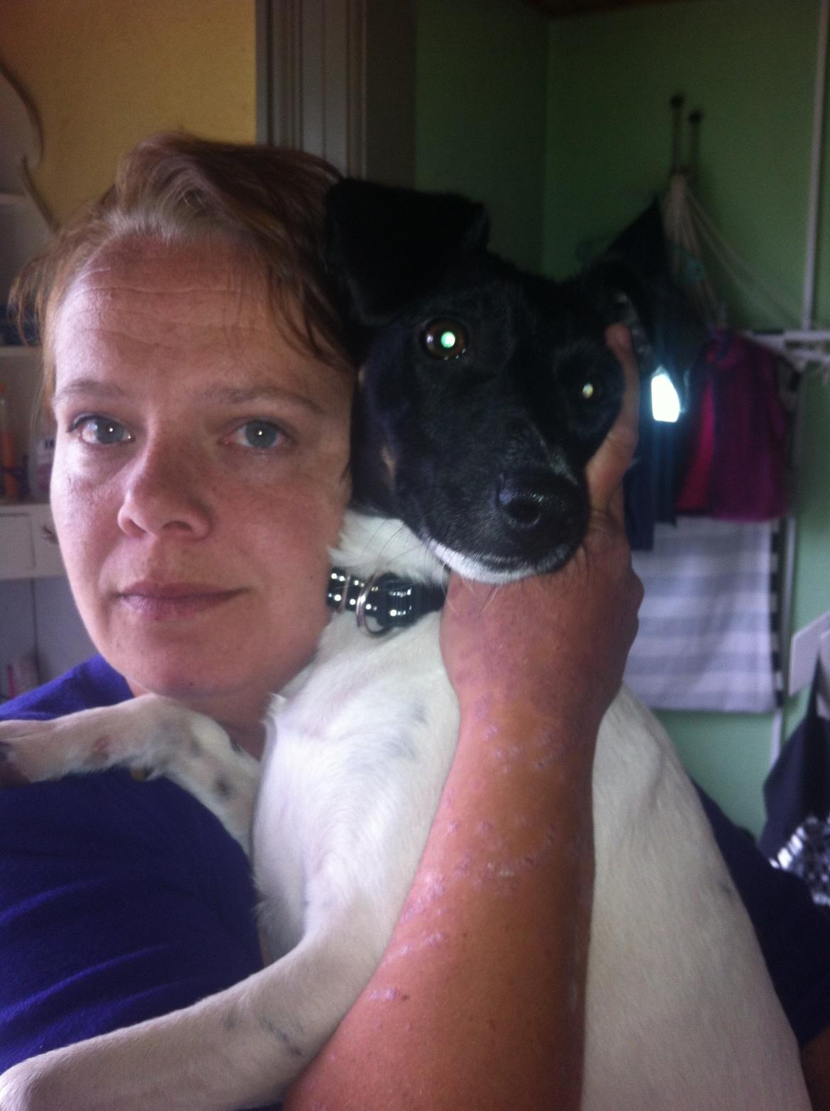 Blanding af racer Milo billede 2