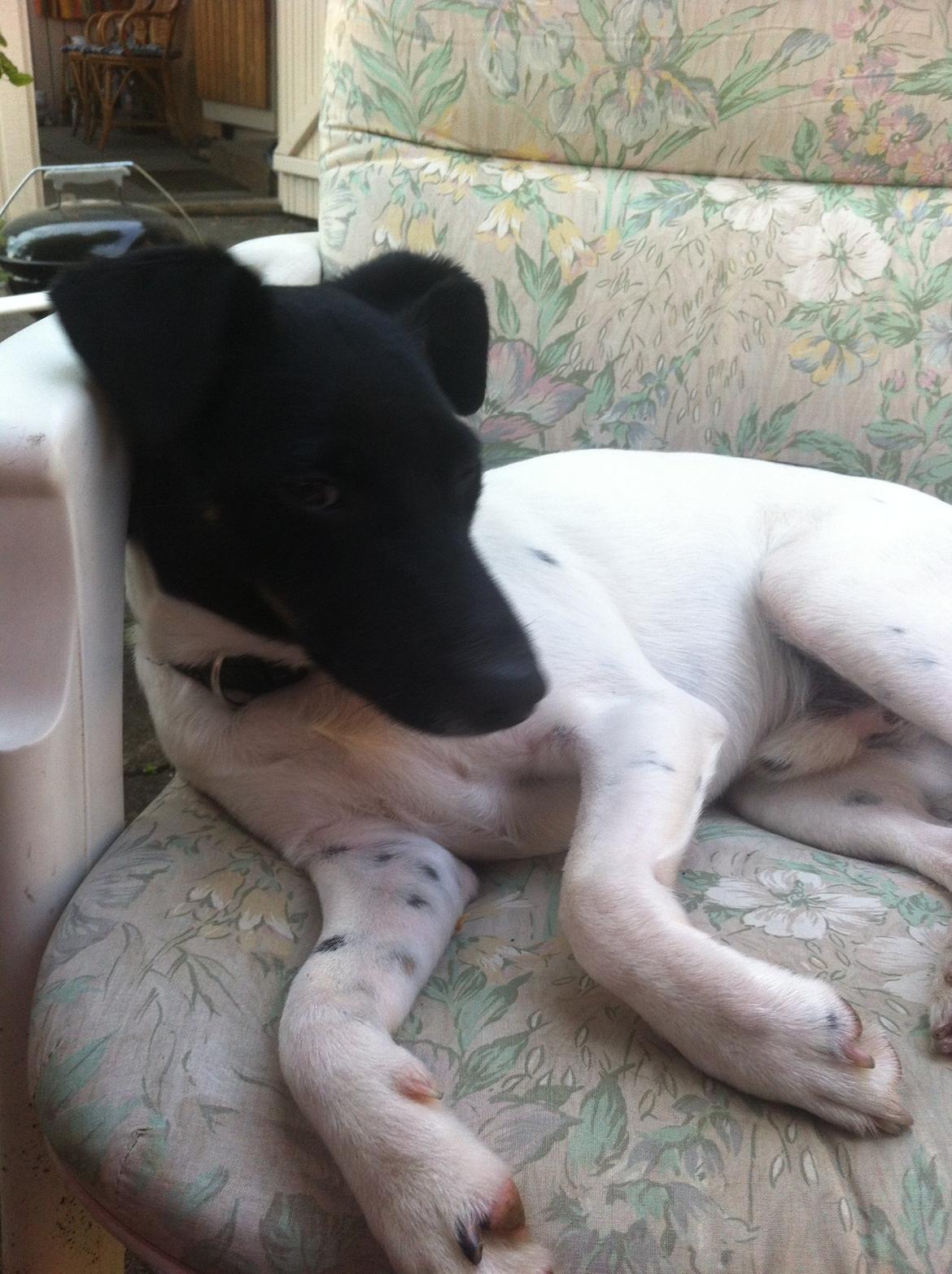 Blanding af racer Milo billede 5