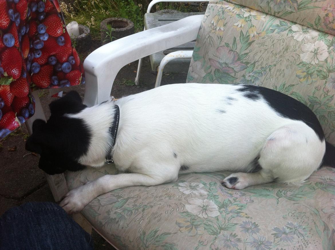 Blanding af racer Milo billede 6