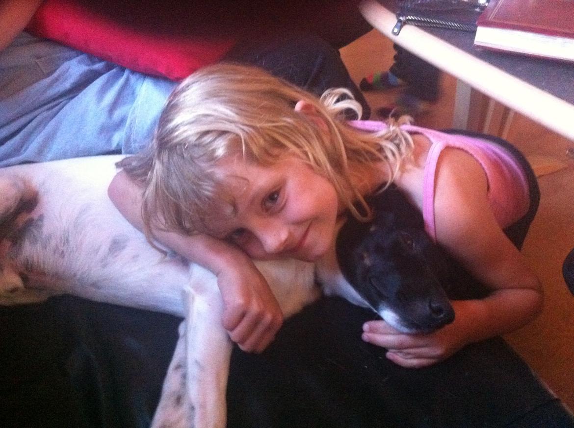 Blanding af racer Milo billede 8