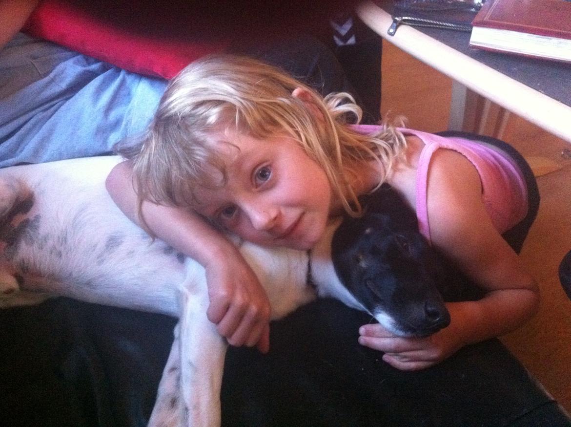 Blanding af racer Milo billede 9