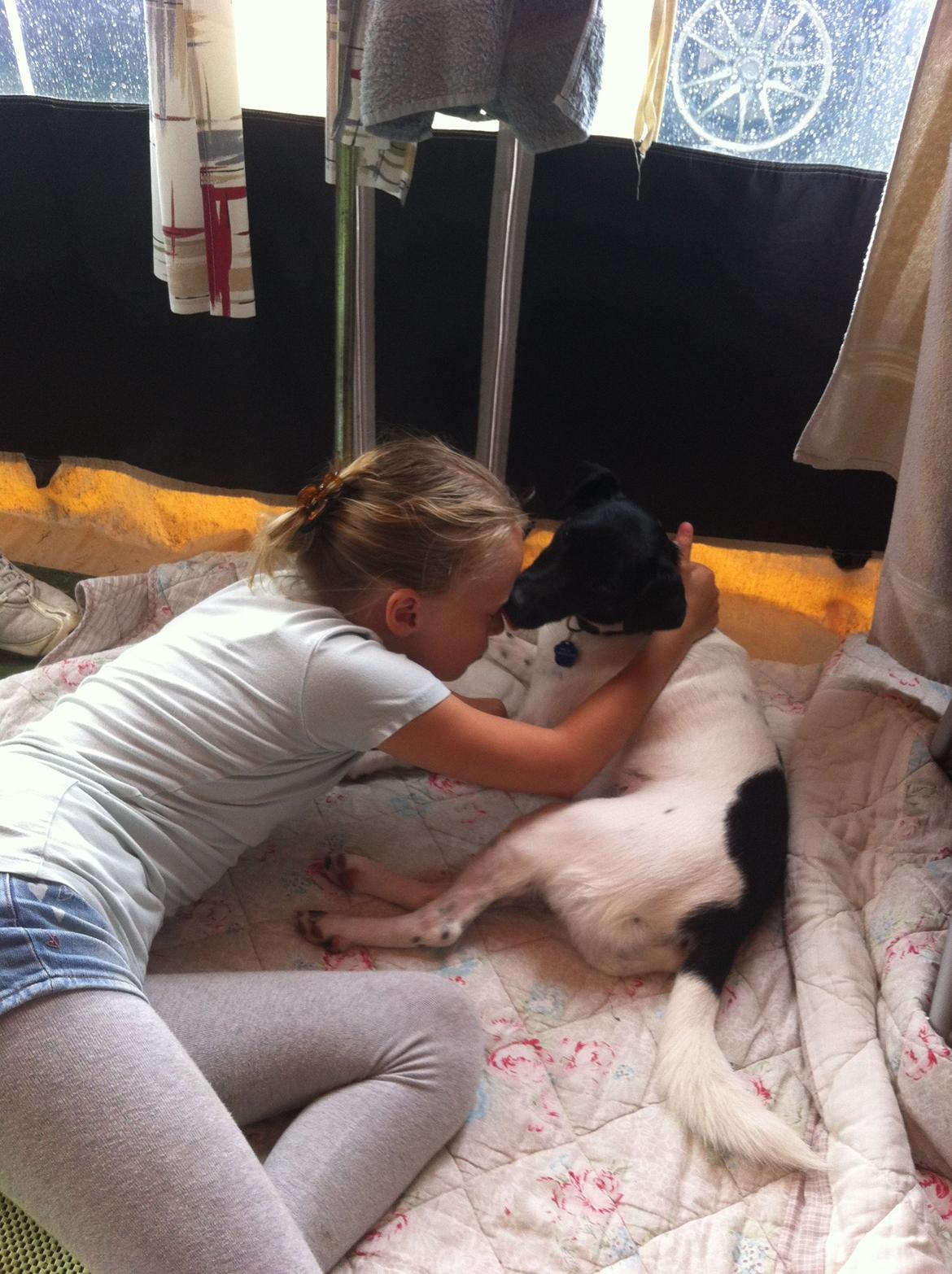 Blanding af racer Milo billede 11