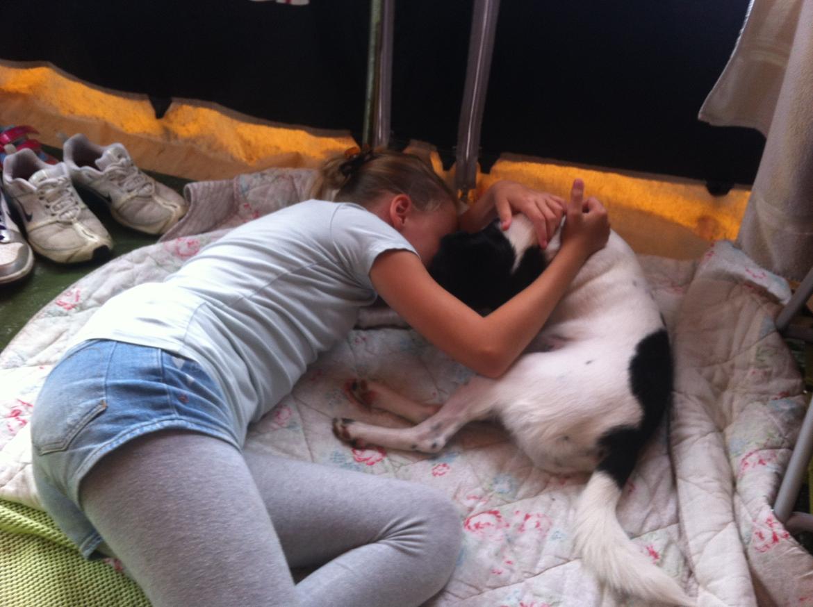 Blanding af racer Milo billede 12