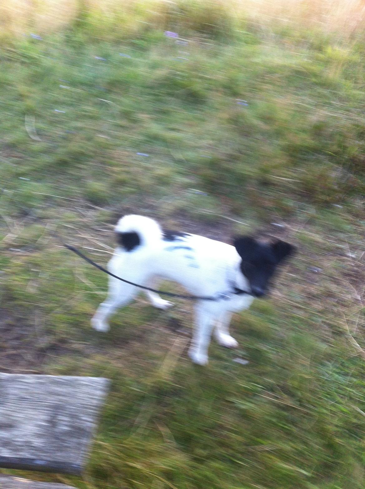 Blanding af racer Milo billede 13