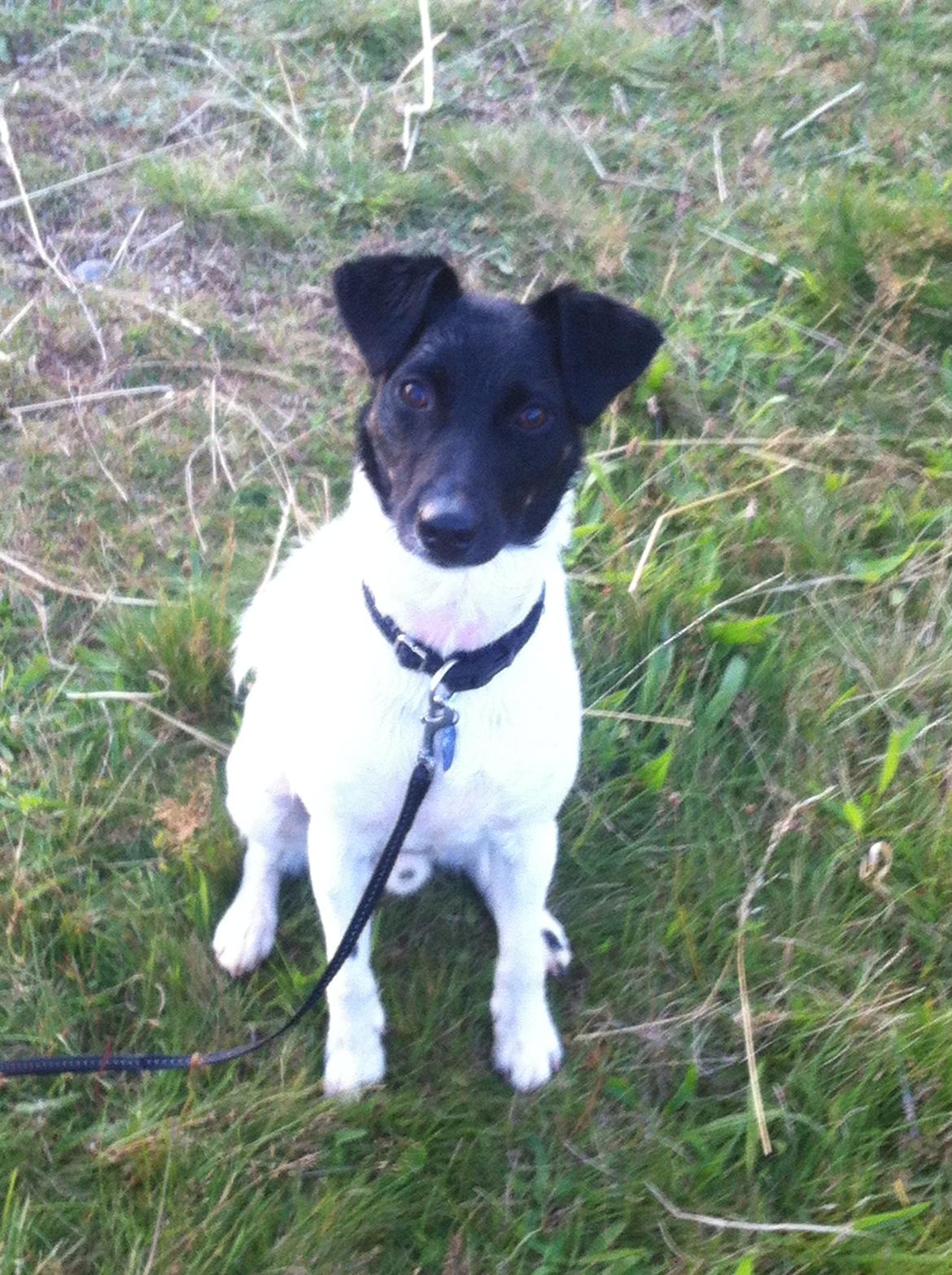 Blanding af racer Milo billede 1