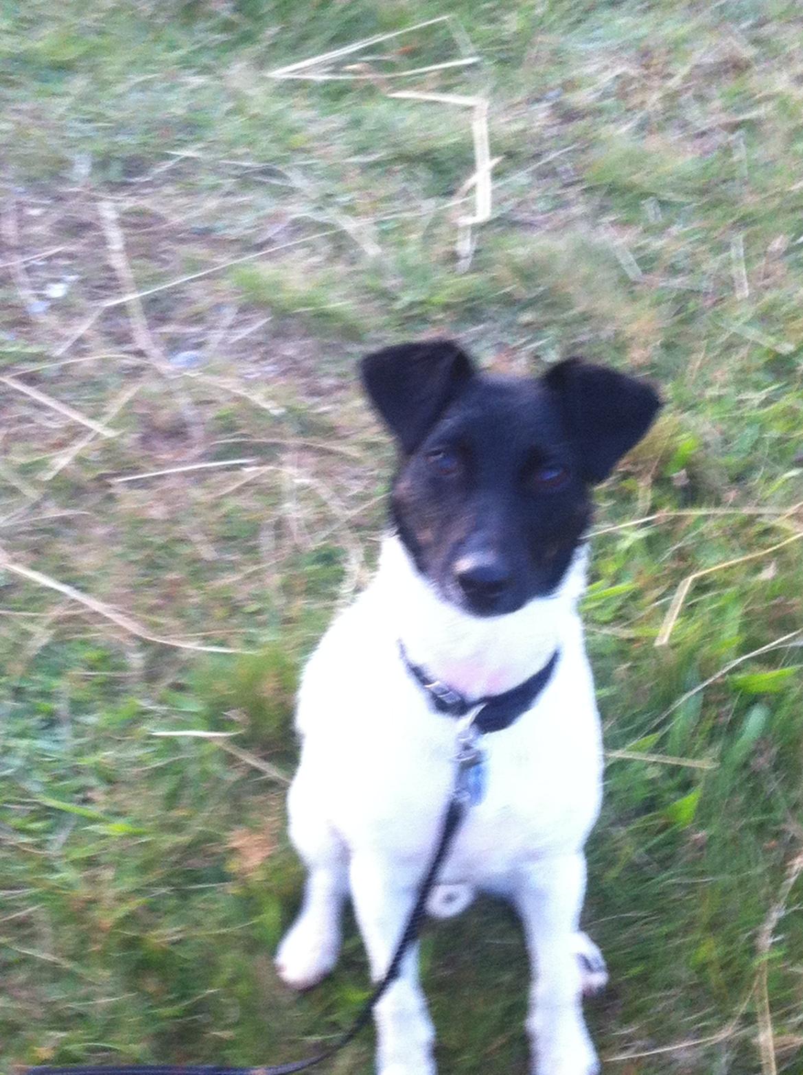 Blanding af racer Milo billede 14