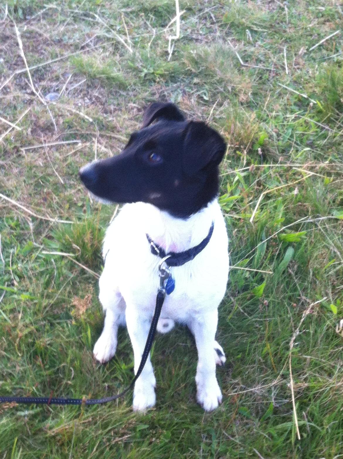 Blanding af racer Milo billede 15