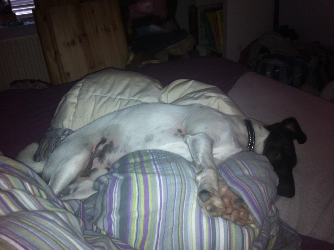 Blanding af racer Milo billede 16