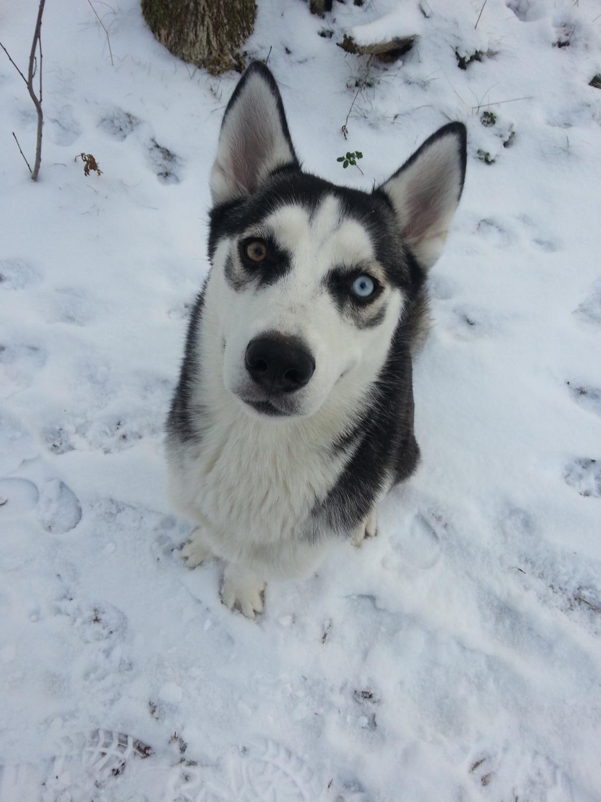 Siberian husky Gaia - Glad:-) billede 1