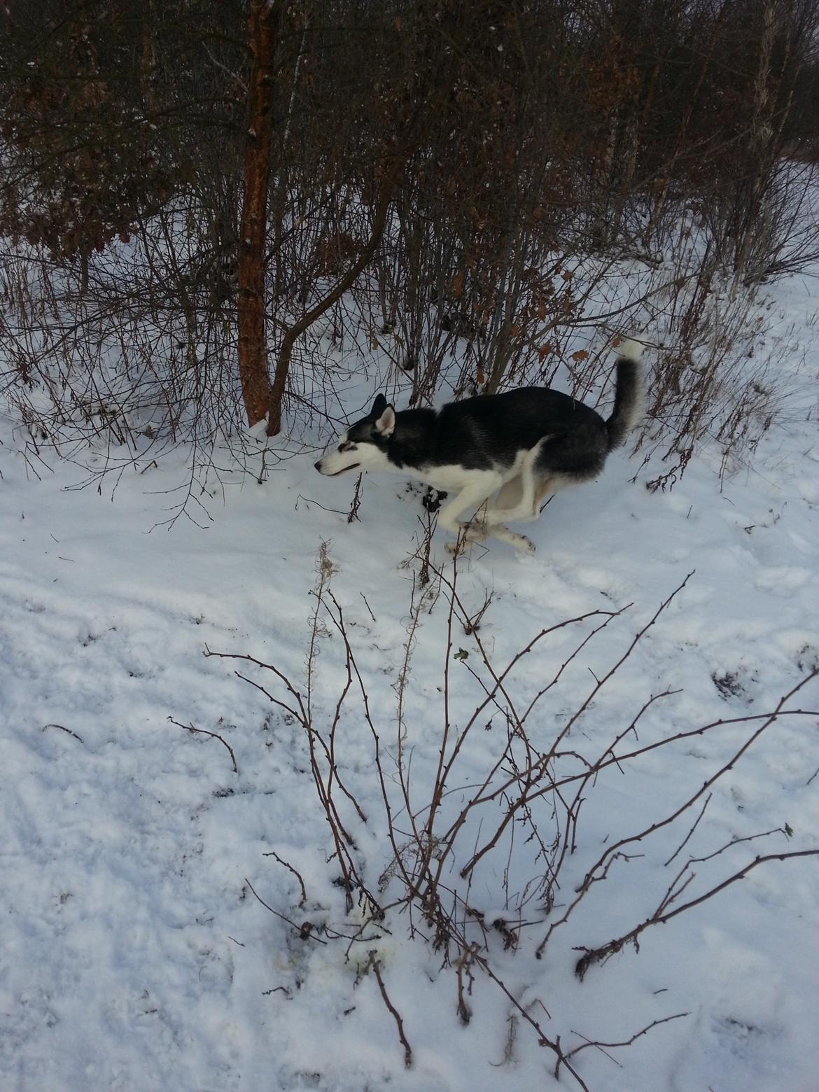 Siberian husky Gaia - Her går d altså stærkt... billede 16