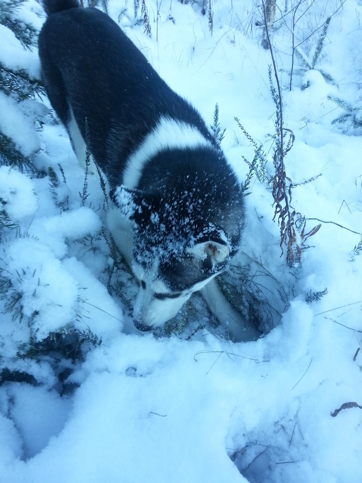 Siberian husky Gaia - Jeg sværger der var en mus...? billede 17