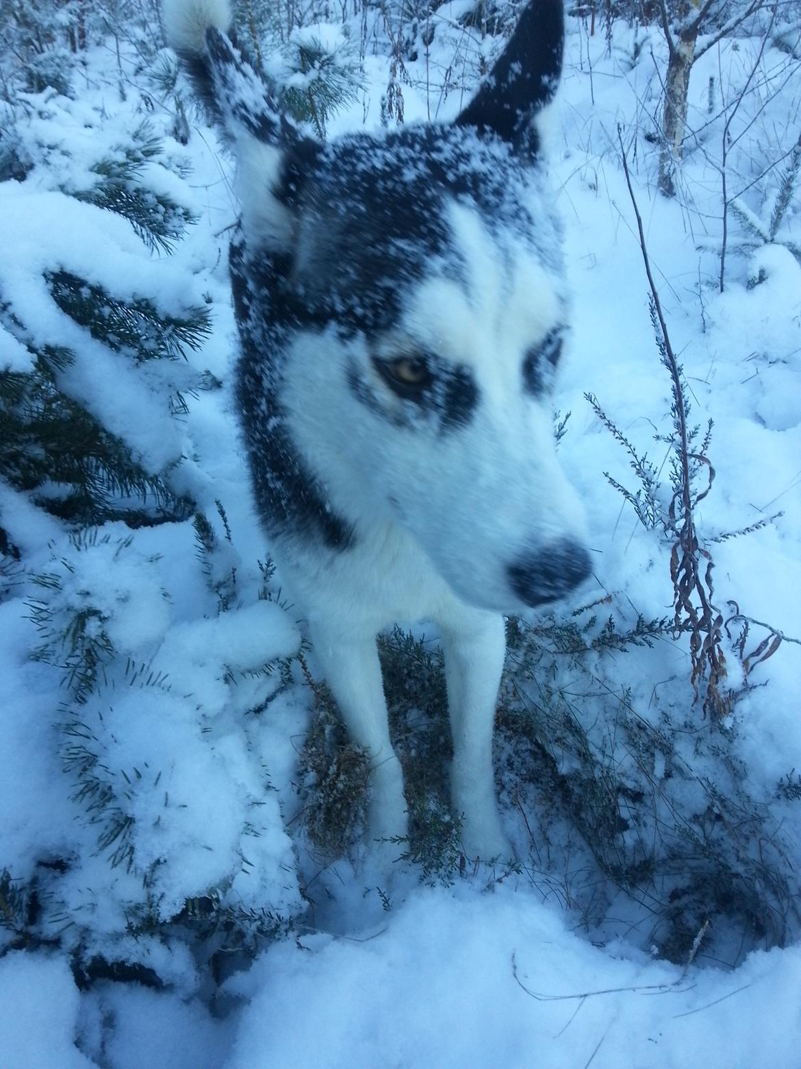 Siberian husky Gaia - Sne-Prinsesse... billede 18