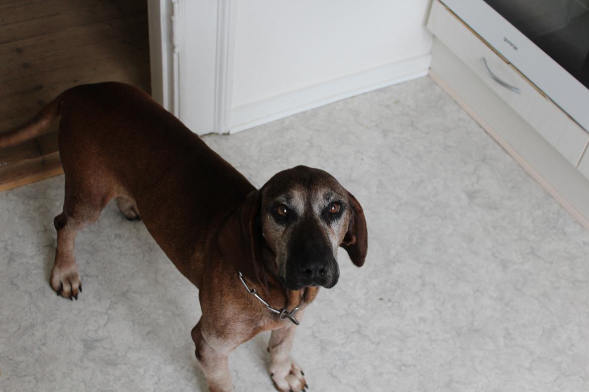 Bayersk bjergsschweisshund Ajax billede 1