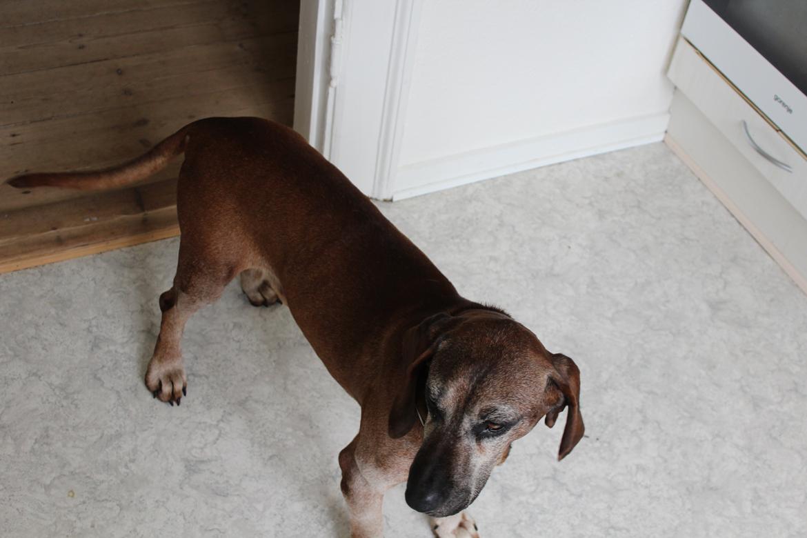 Bayersk bjergsschweisshund Ajax billede 2