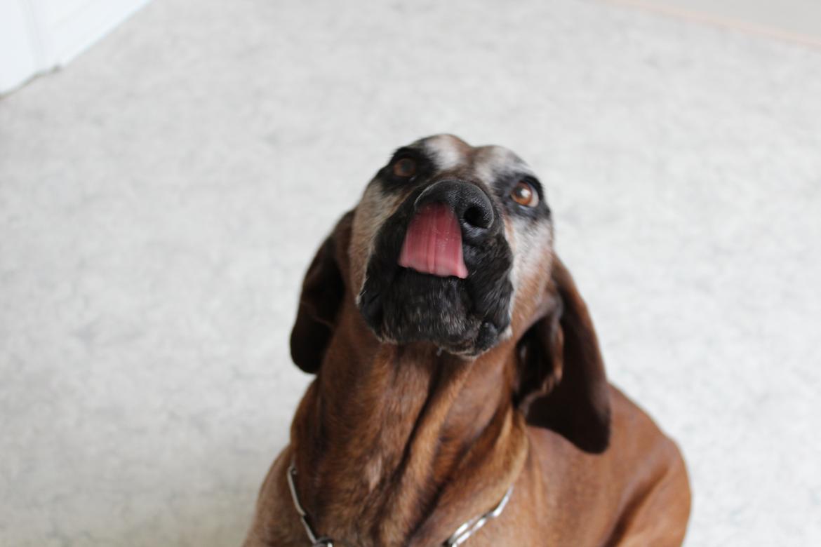 Bayersk bjergsschweisshund Ajax billede 3