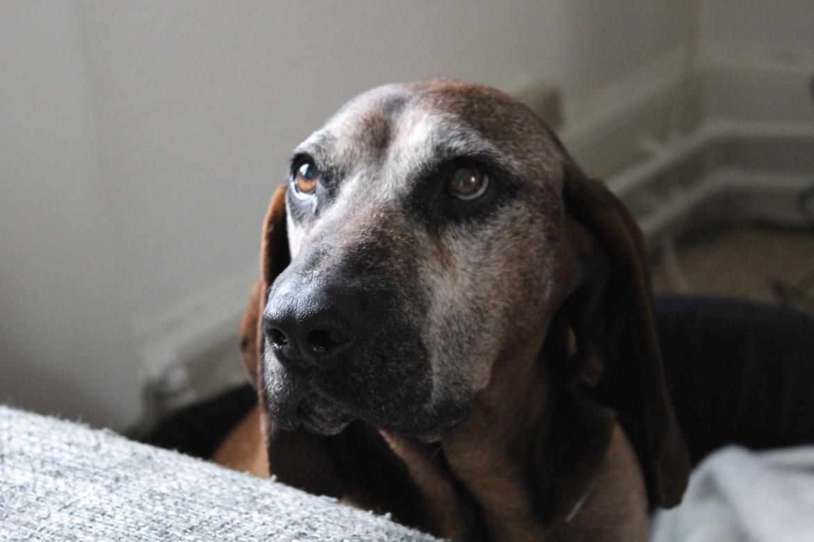 Bayersk bjergsschweisshund Ajax billede 4