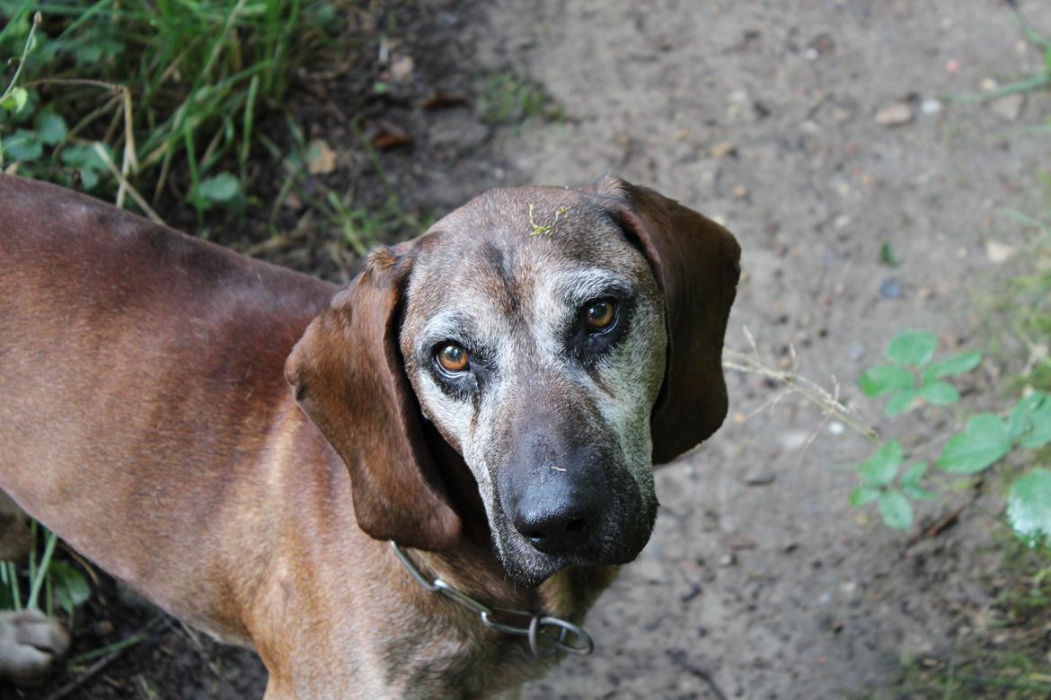 Bayersk bjergsschweisshund Ajax billede 5