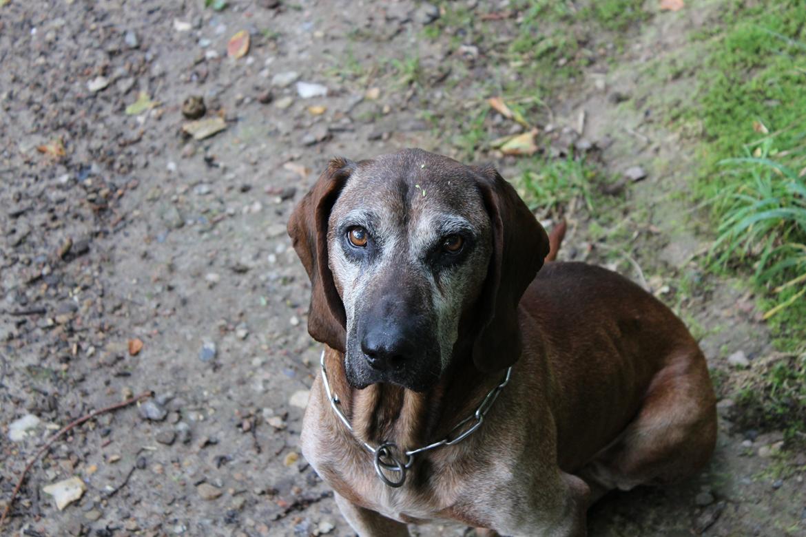 Bayersk bjergsschweisshund Ajax billede 6