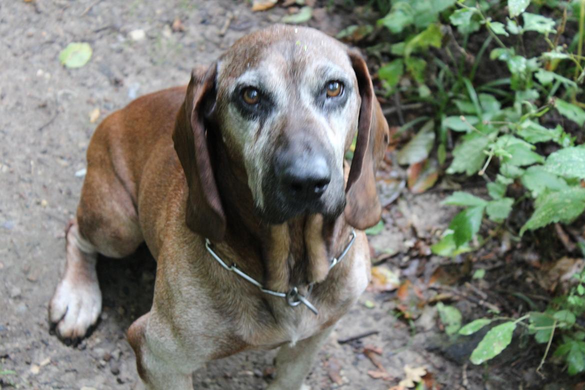Bayersk bjergsschweisshund Ajax billede 7