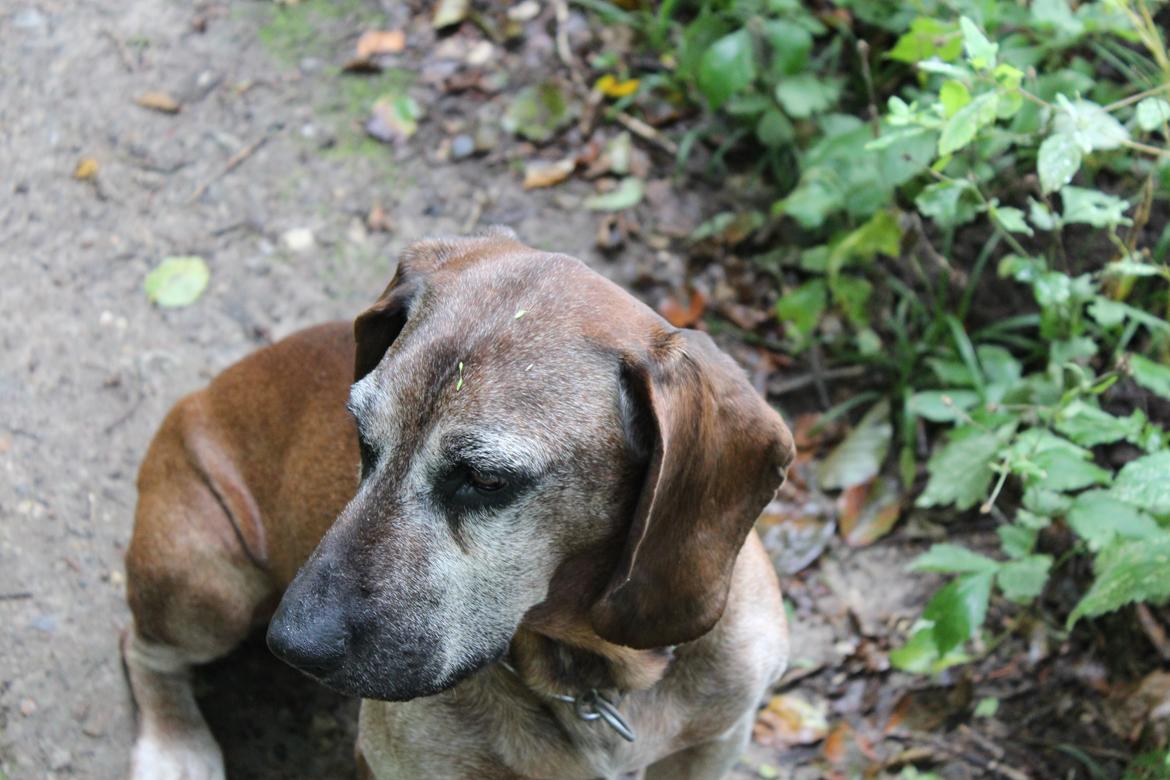 Bayersk bjergsschweisshund Ajax billede 8