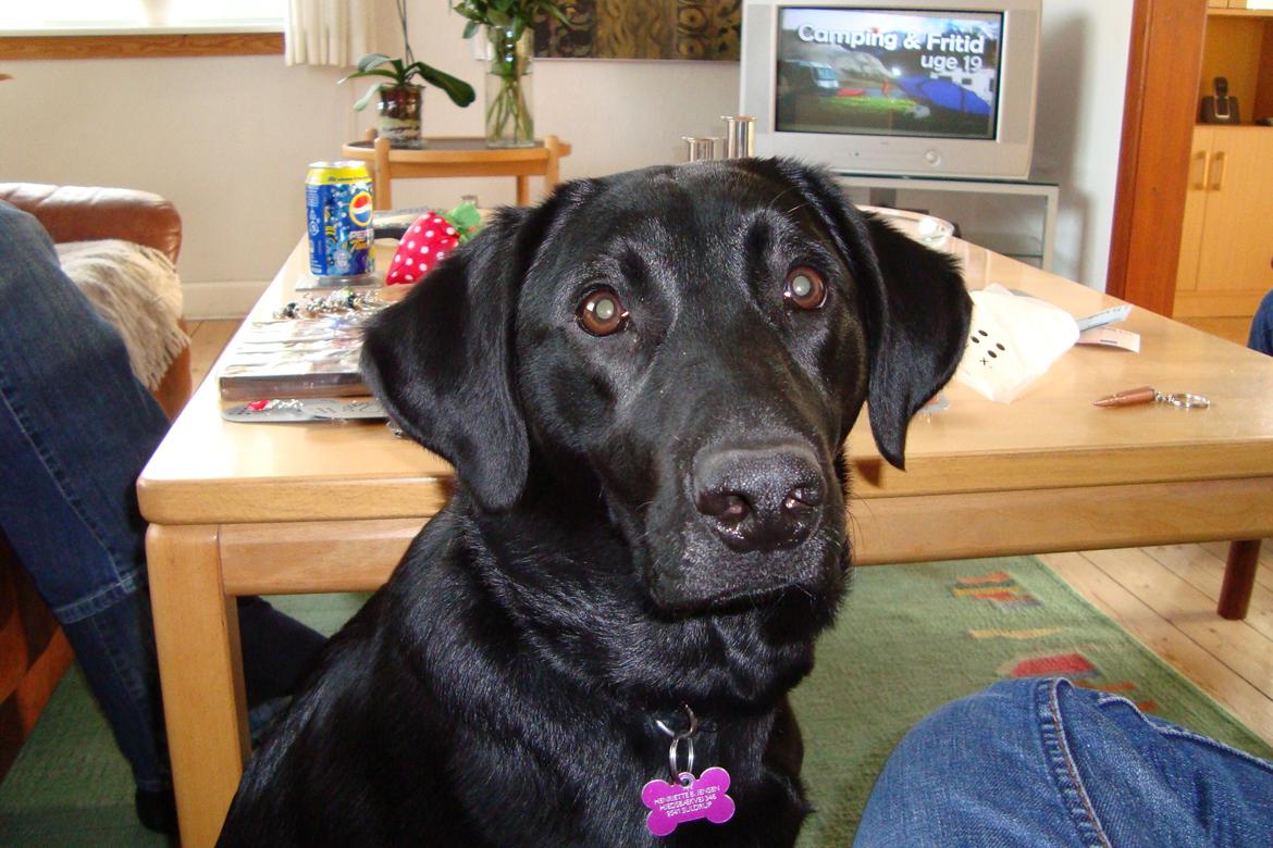 Labrador retriever Naja billede 3