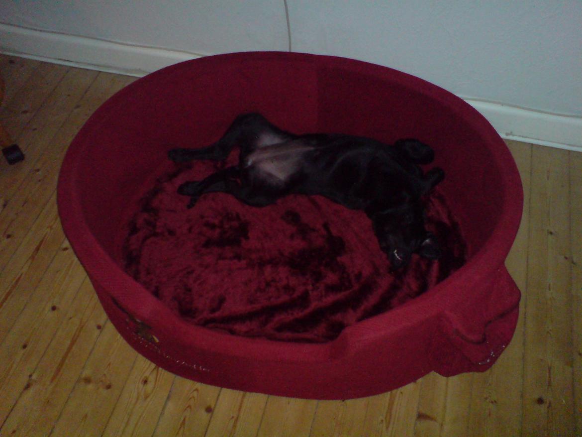 Labrador retriever Naja billede 5