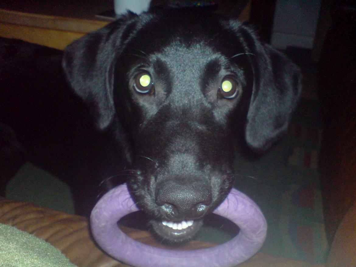 Labrador retriever Naja billede 13