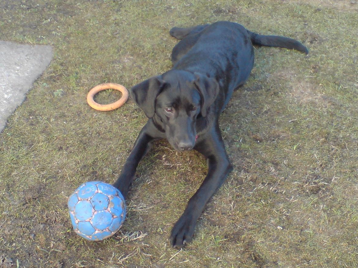 Labrador retriever Naja billede 7