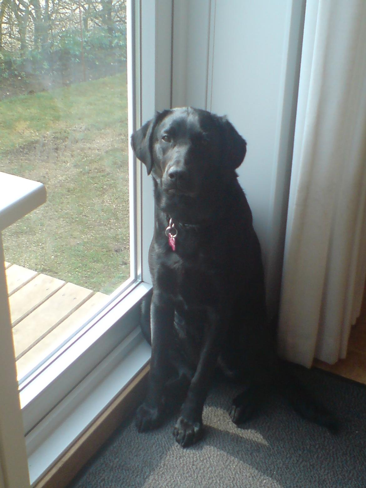 Labrador retriever Naja billede 8