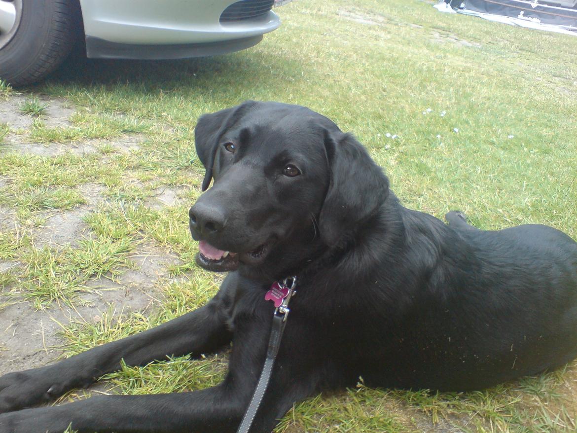 Labrador retriever Naja billede 9