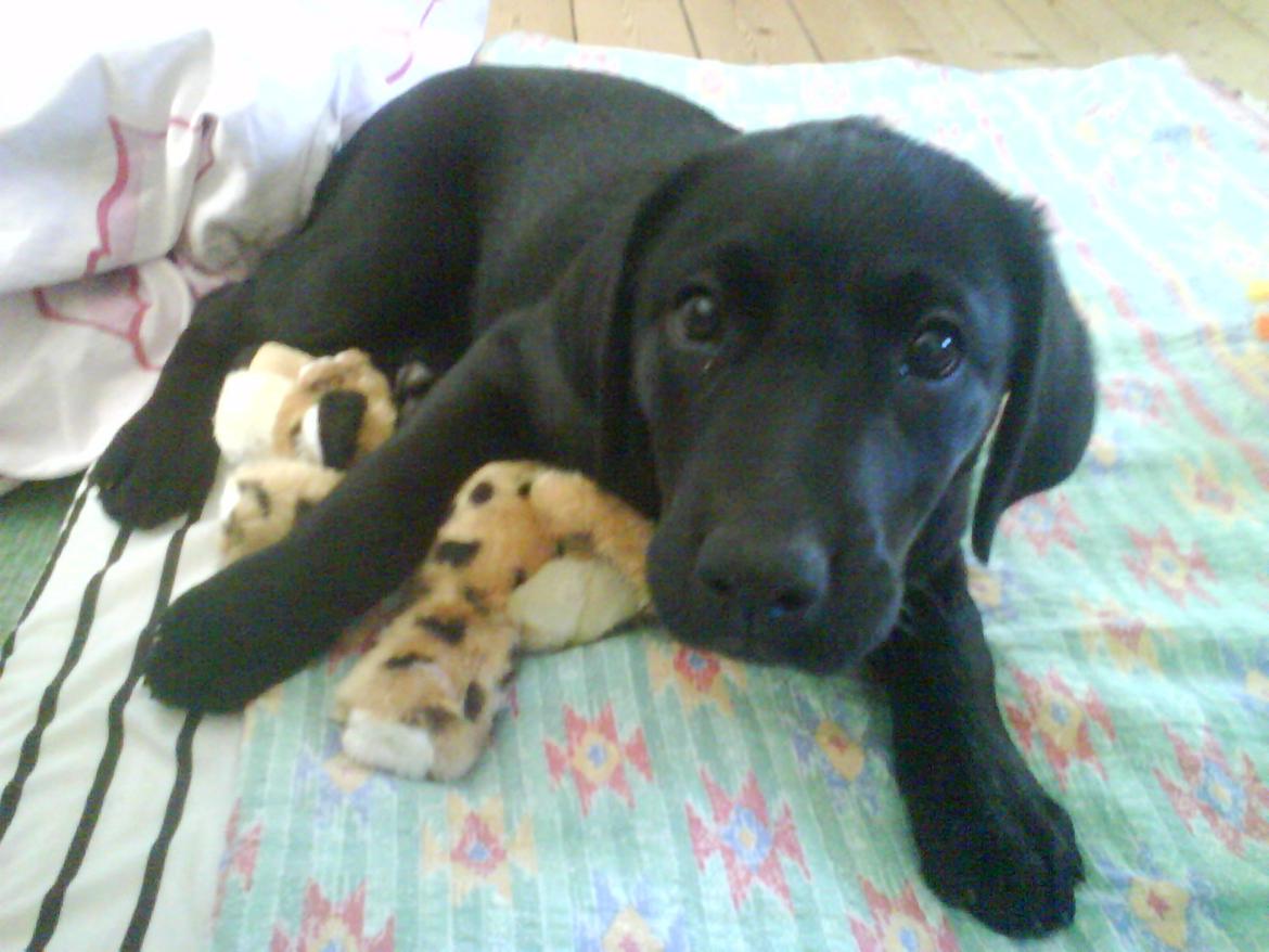 Labrador retriever Naja billede 4