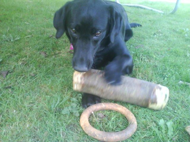 Labrador retriever Naja billede 10