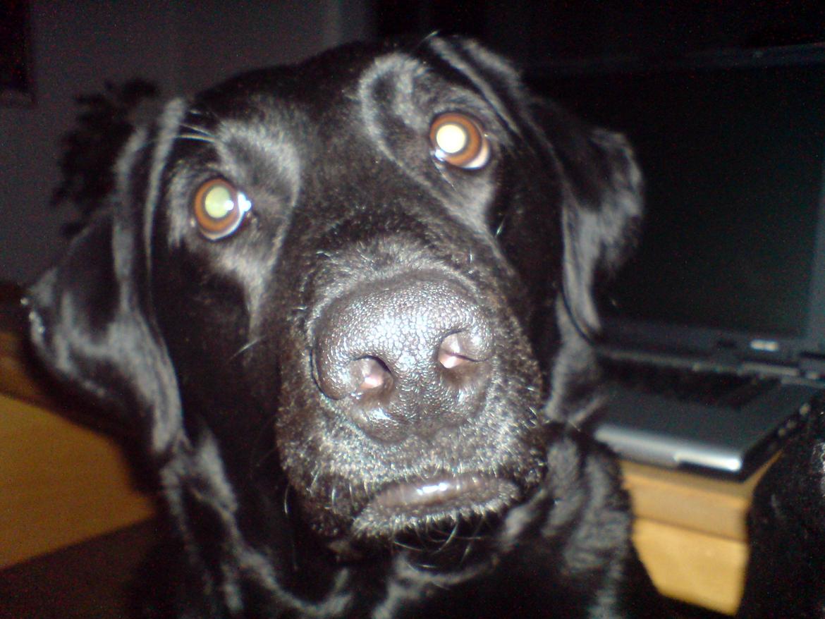 Labrador retriever Naja billede 11