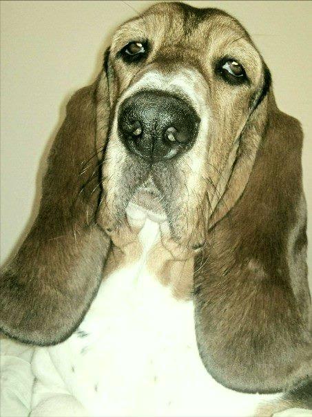 Basset hound Daisy billede 1