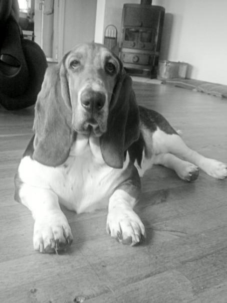 Basset hound Daisy billede 2