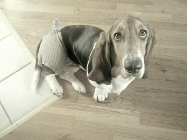 Basset hound Daisy billede 3